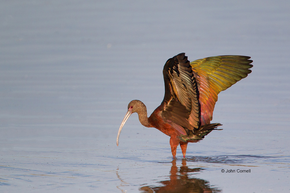 Feeding Behavior;Ibis;One;Plegadis chilhi;White-faced Ibis;avifauna;bird;birds;color image;color photograph;feather;feathered;feathers;feeding;foraging;natural;nature;outdoor;outdoors;wild;wilderness;wildlife
